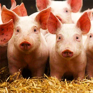produccion-porcina