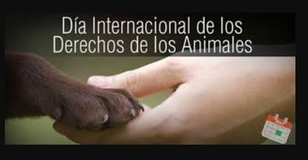 dia internacional derecho animales