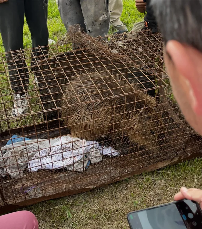 Rescataron a un carpincho atrapado en una alcantarilla de Labordeboy