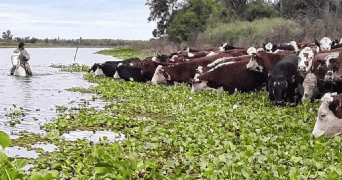 Santa Fe trasladó más del 70% de la hacienda en islas