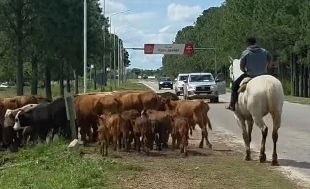 GANADO-EN-RUTA-1