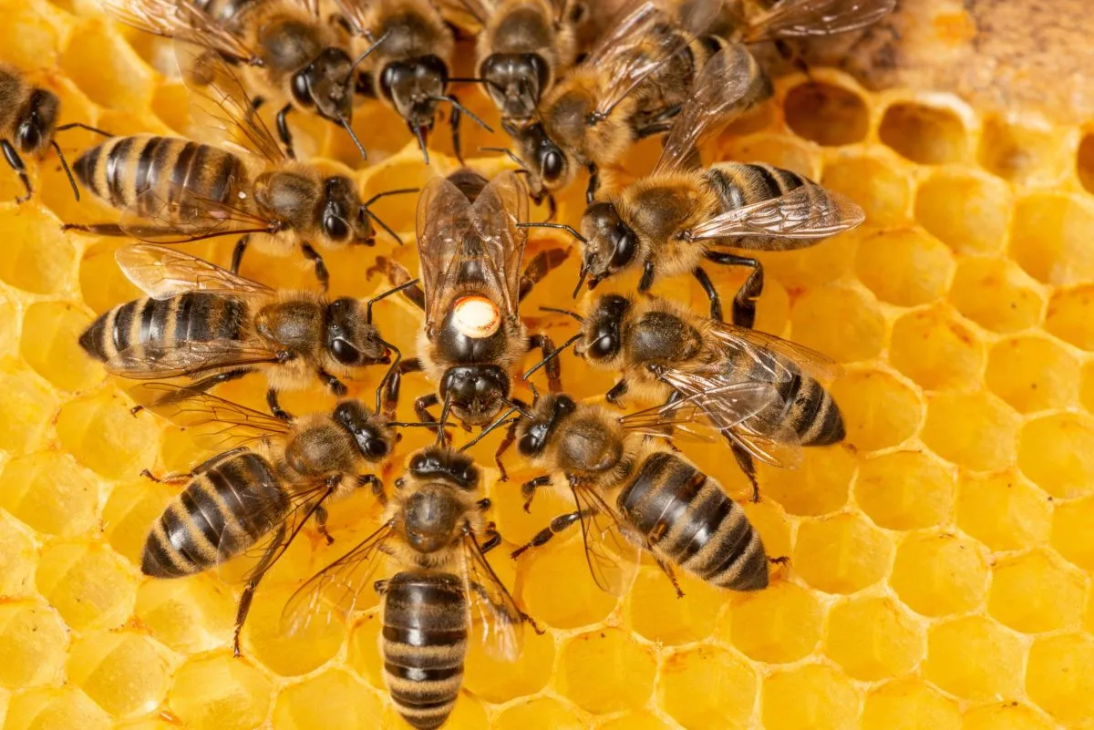 cual-es-la-importancia-de-las-abejas-para-la-vida-humana-1-scaled-e1655498149994