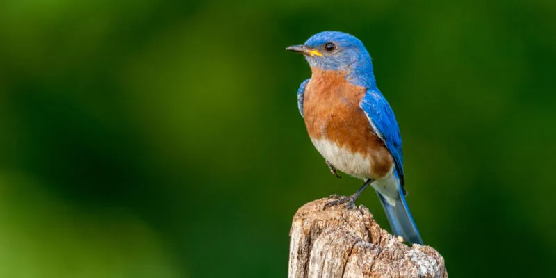 Prohíben elementos para cazar pájaros: “La gomera no es un juguete” –  Redacción Rosario