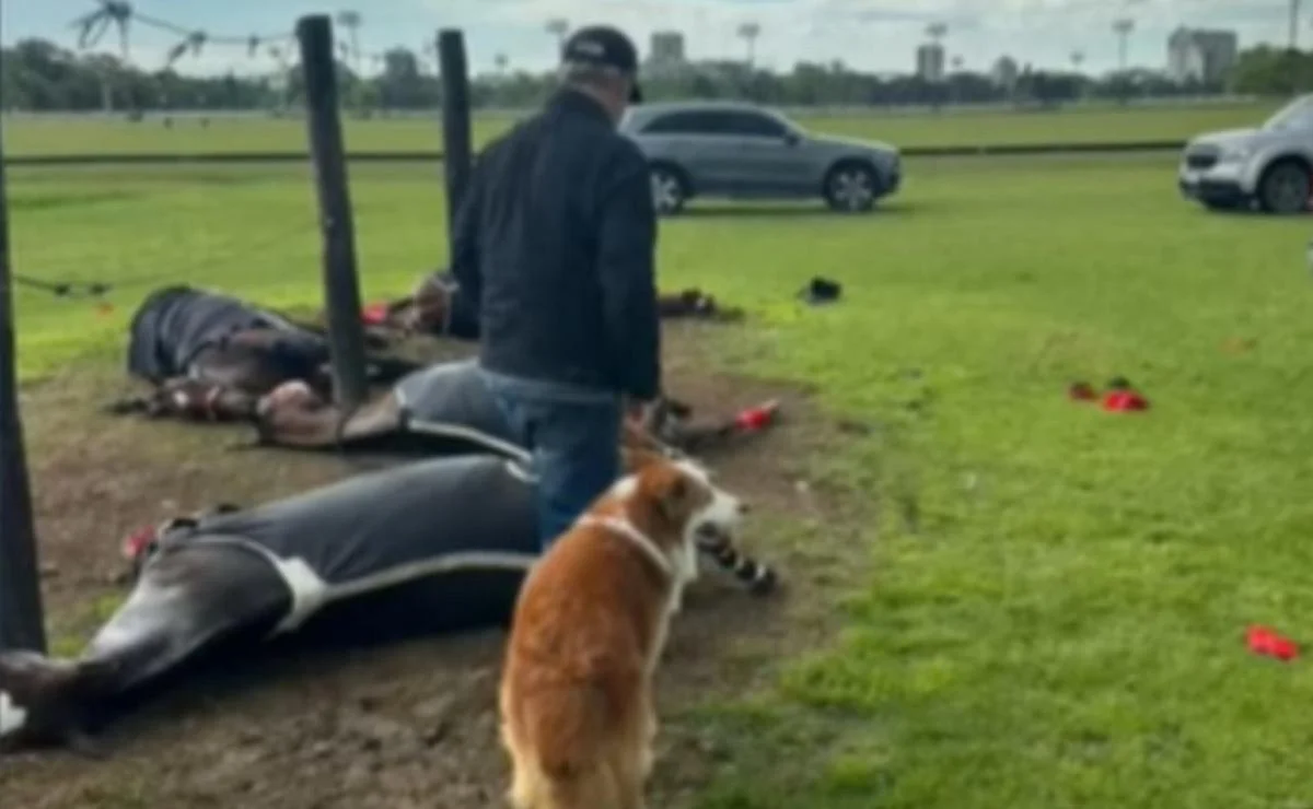 Un rayo mató a cuatro yeguas de polo en San Isidro