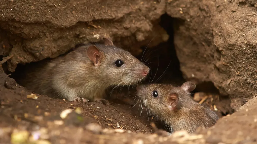 apc_rats-underground
