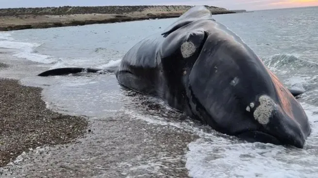 ballena-peninsula-valdespng