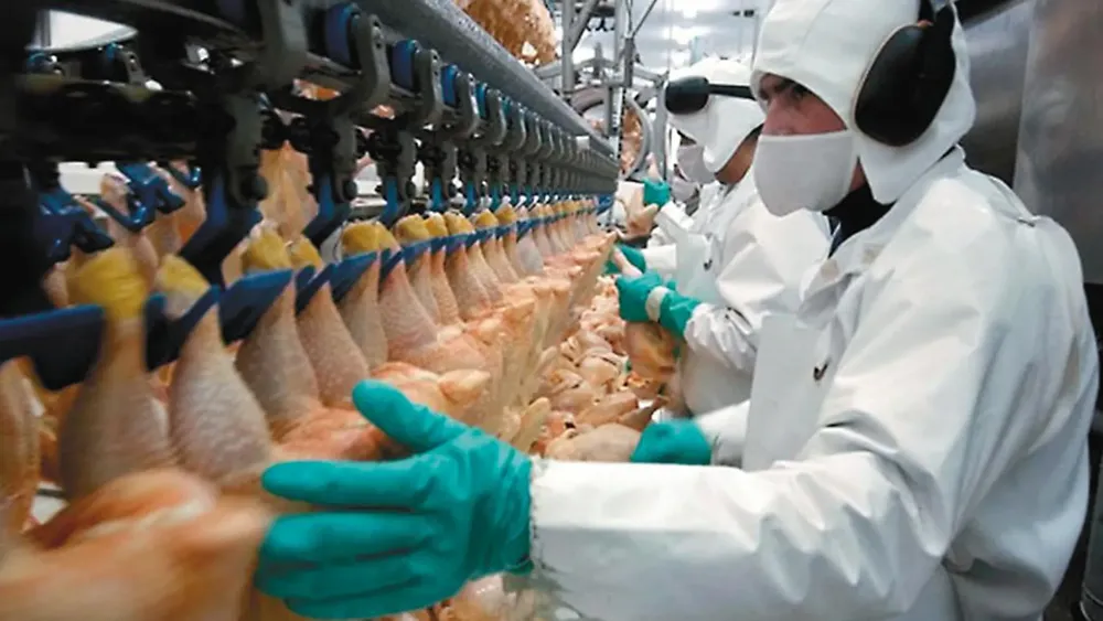 campo-pollos-industria-