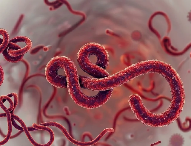 1779099860445_virus-ebola-17790991017991832909012
