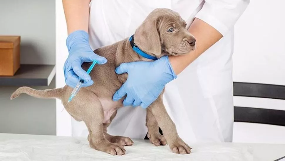 vacunacion-antirabica-en-Rojas-d8fae4