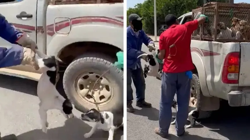 perros-marruecos_862x485