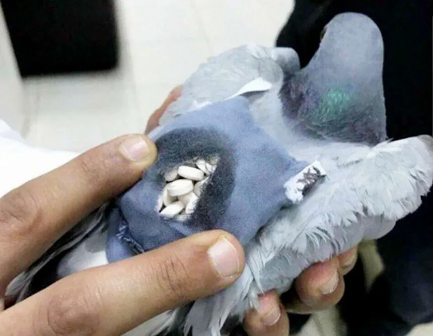 paloma-traficante-drogas