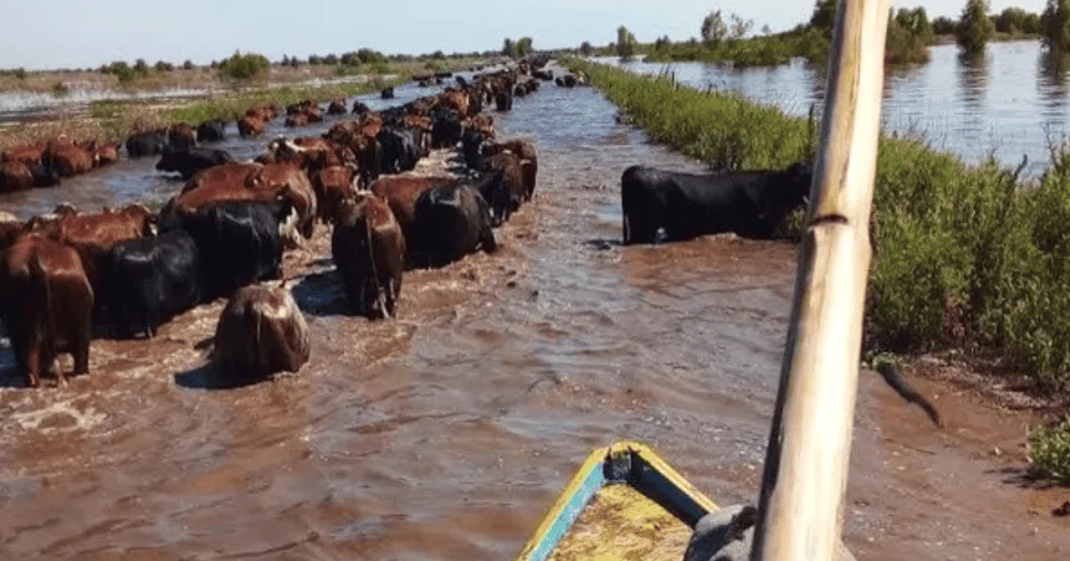 Murió un trabajador rural mientras trasladaba ganado por las inundaciones