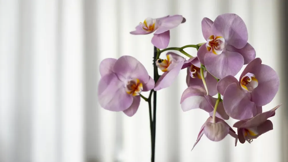 la-ubicacion-la-luz-y-el-riego-son-clave-para-mantener-las-flores-de-las-orquideas-frescas-foto-freepik-BX5YWTQHF5BNBFECSRUI555A2U