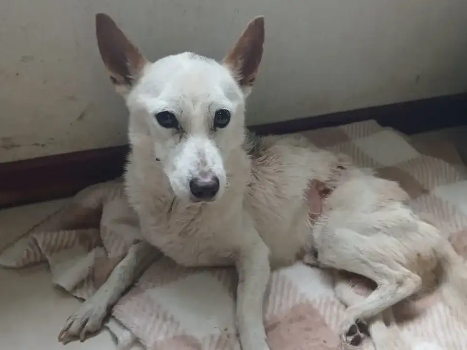 perro_maltrato