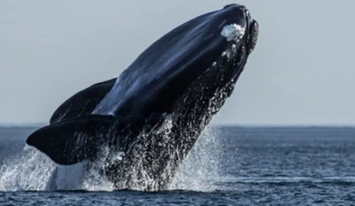 ballena-peninsula-valdes-1png