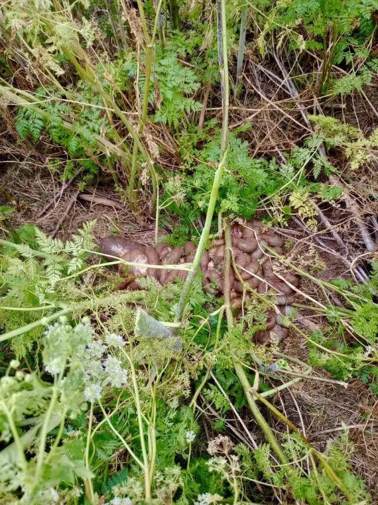 3943ab0d-aad2-4be8-af7e-e43335fac5d4-768x1024