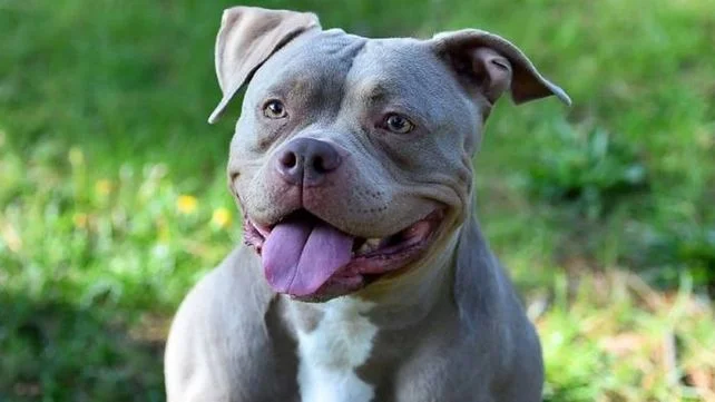 beba-pitbull-murio-malvinas-argentinas-cuna