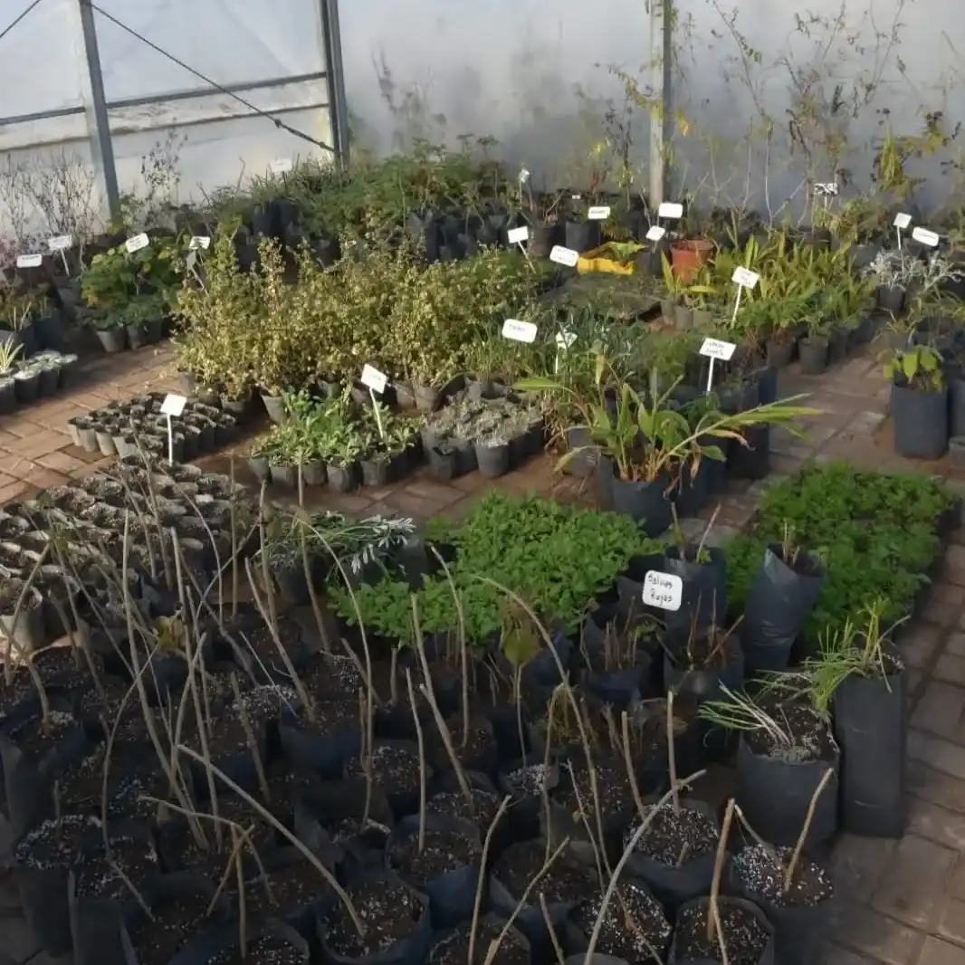 vivero_de_maria_teresa