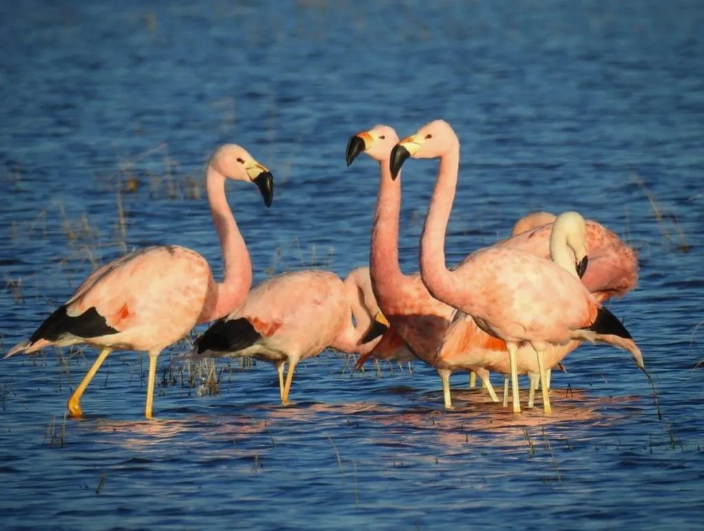 WhatsApp-Image-2024-07-01-at-12.05.20-PM-1024x773