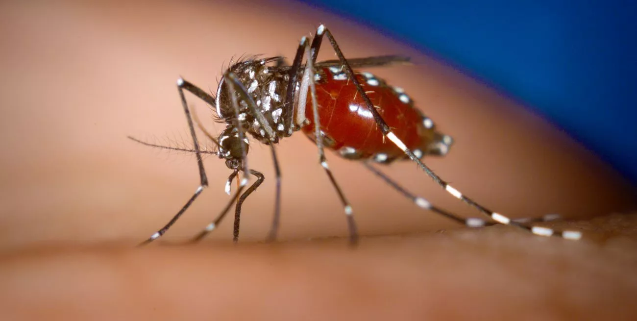 CHIKUNGUNYA