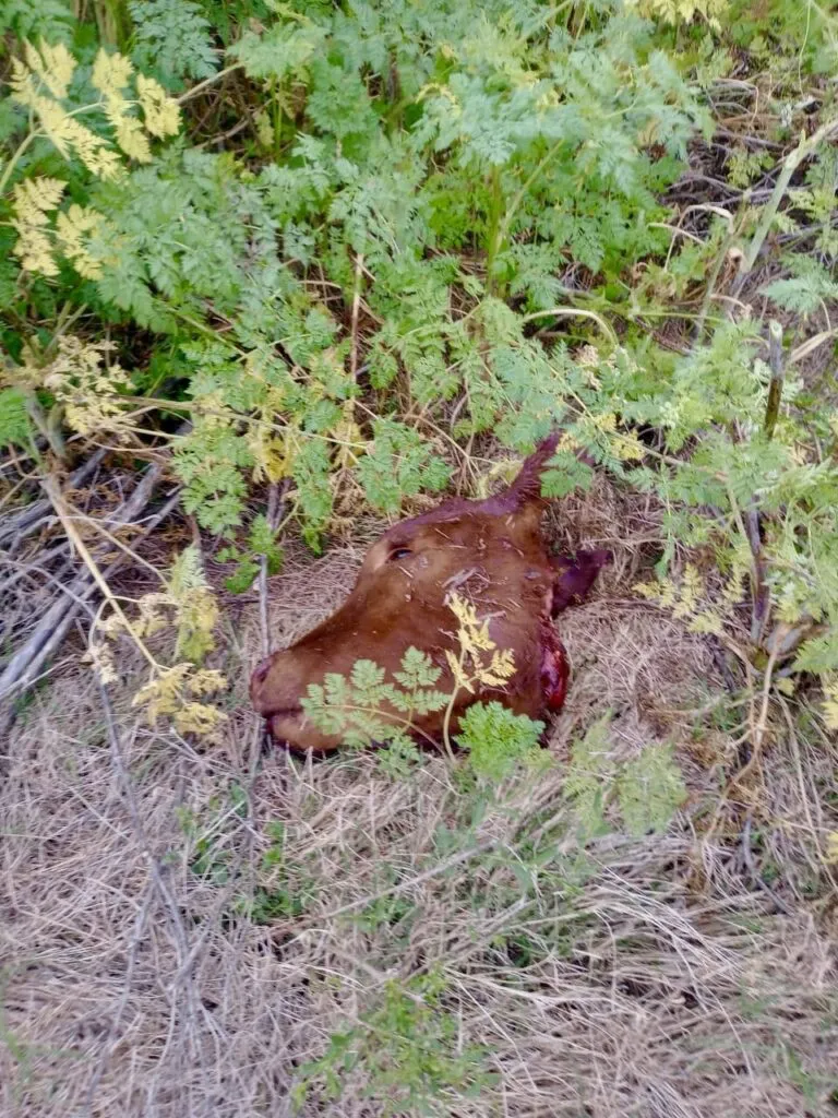 961e6742-2122-47f5-aaa3-9e6afc709c8e-768x1024