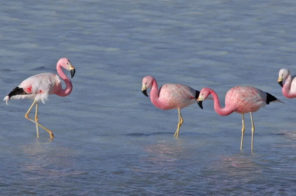 253926_flamencos_002_1024_x_680